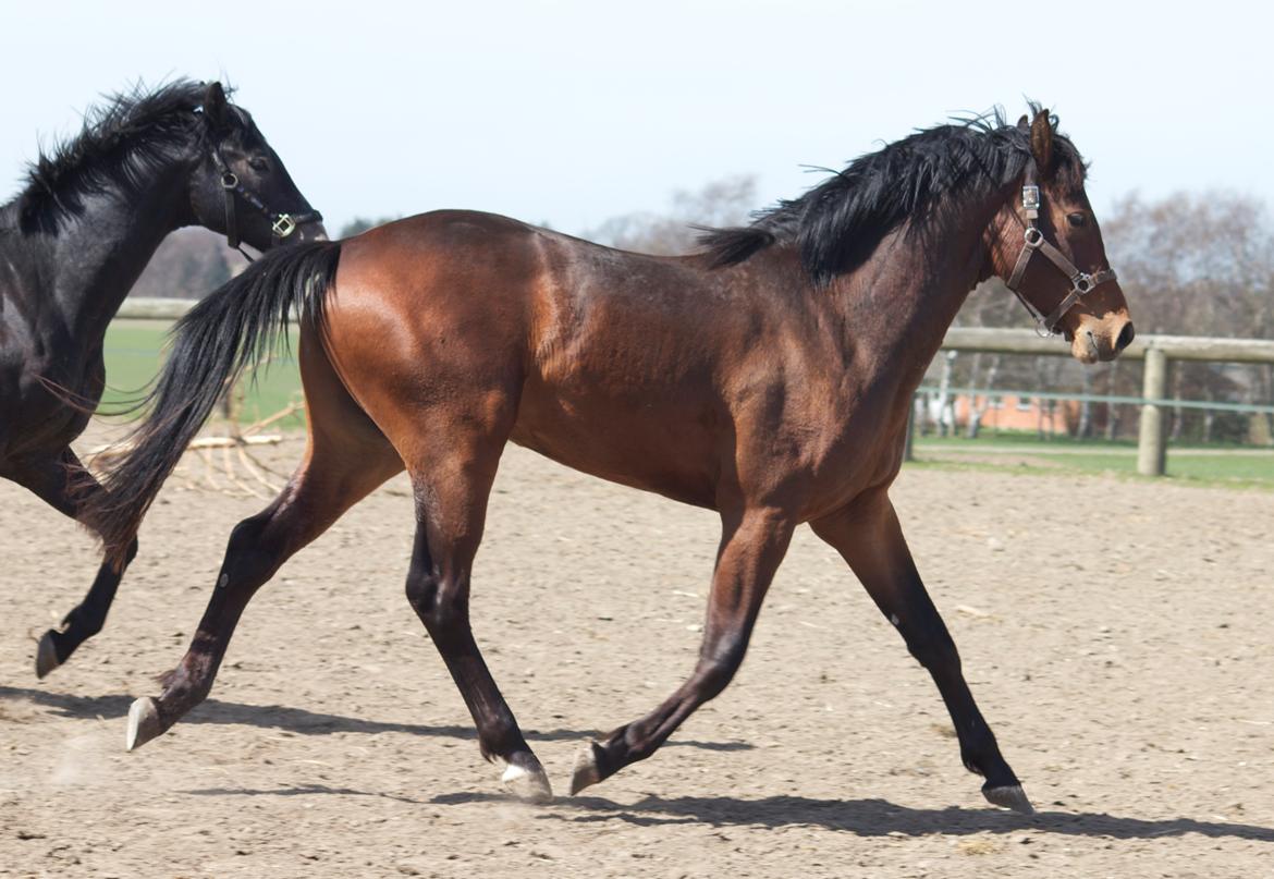 Dansk Varmblod Ringsgaards geni - Geni D. 25 April 2013
<3 billede 11