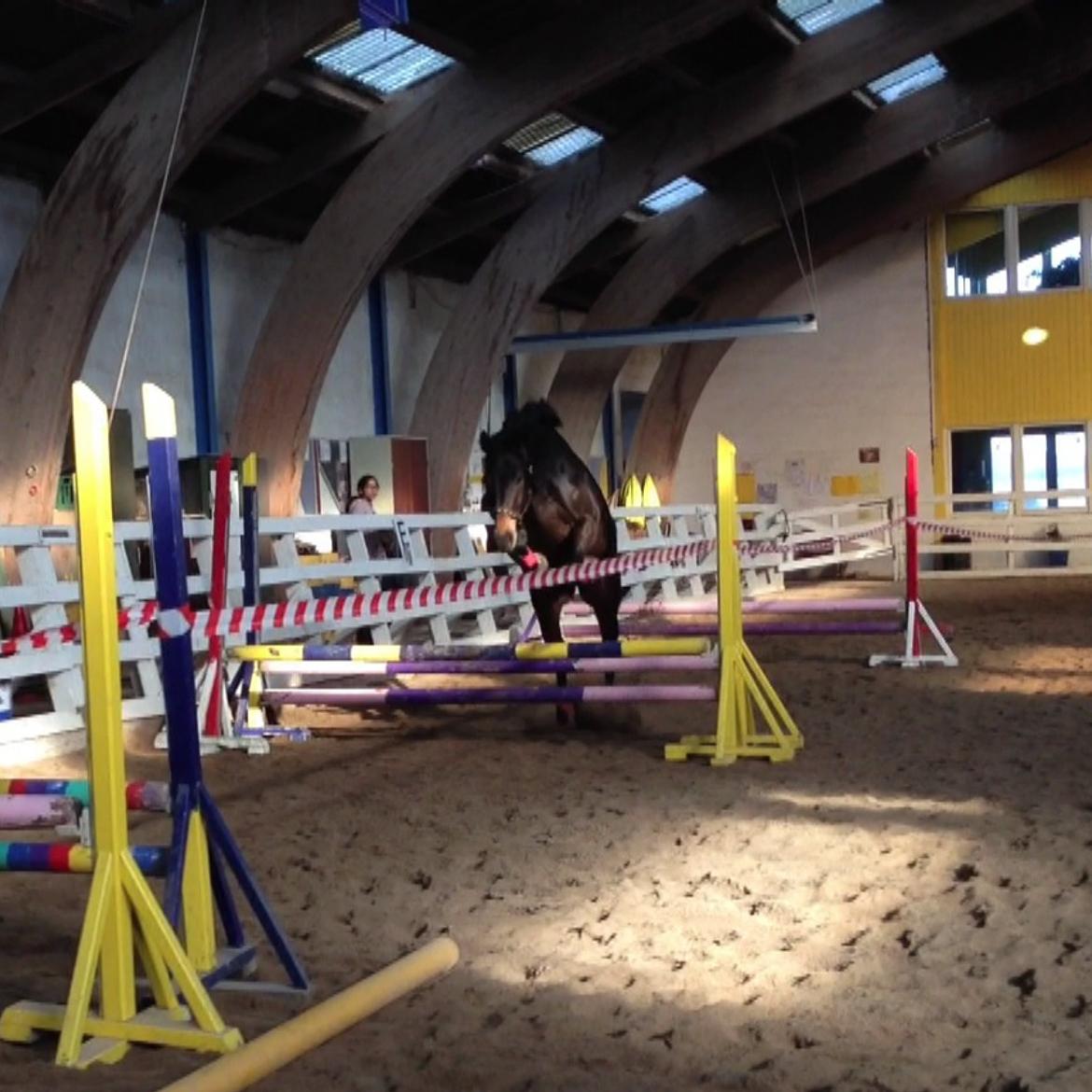 Dansk Varmblod Lady Portia - Lidt løsspringning. billede 8