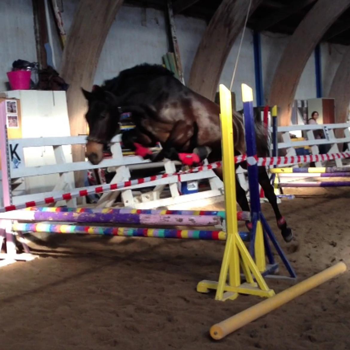 Dansk Varmblod Lady Portia - Lidt løsspringning. billede 9
