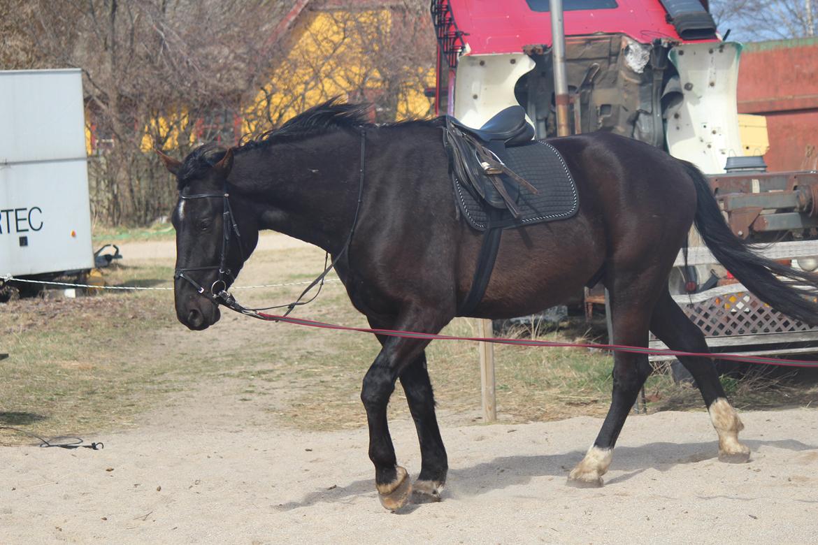 Oldenborg Nero. | Bøllebarnet | billede 2