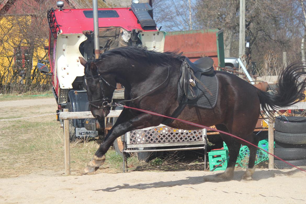 Oldenborg Nero. | Bøllebarnet | billede 3