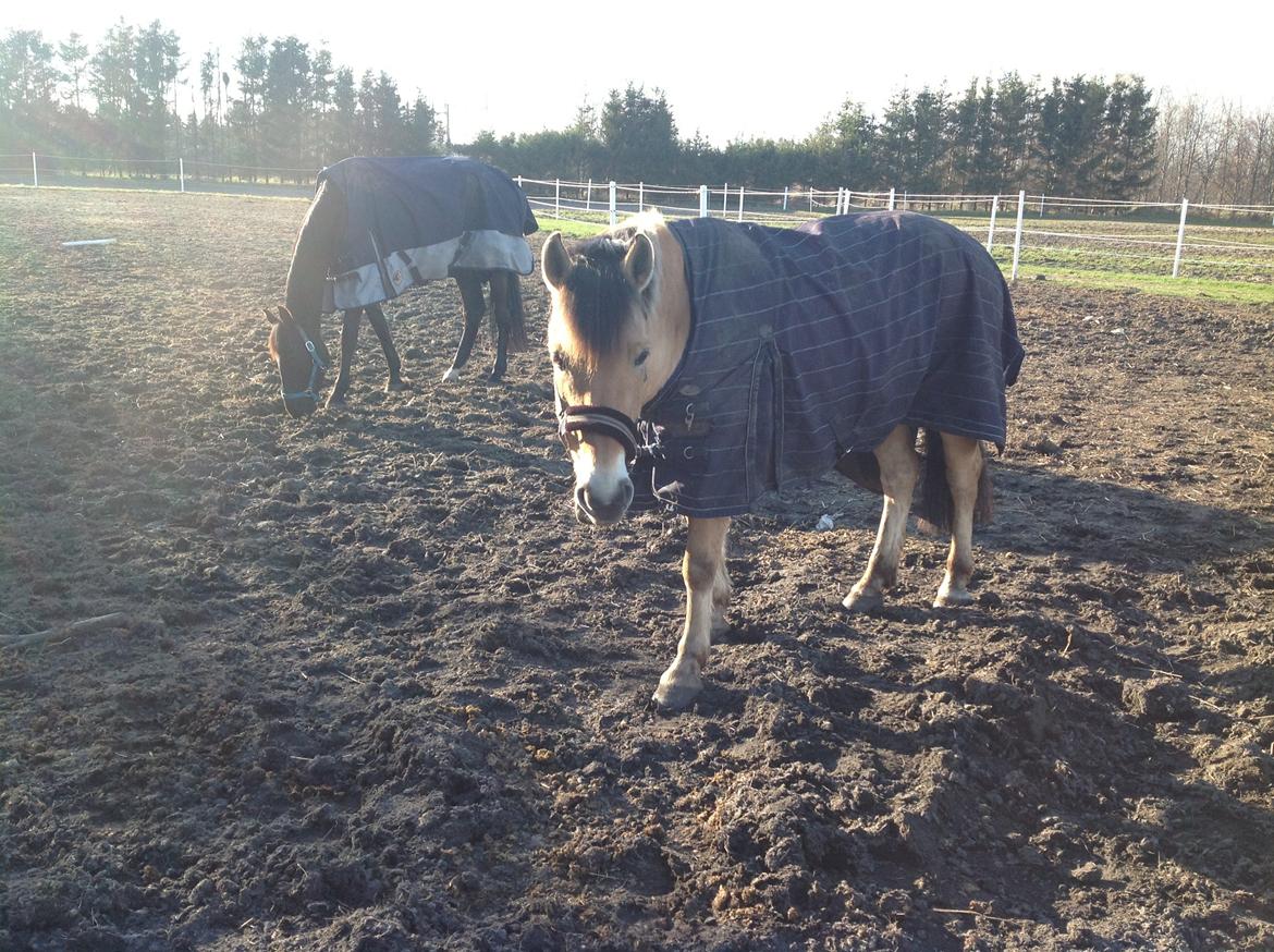 Anden særlig race Lukas [Tidl. hest] billede 20