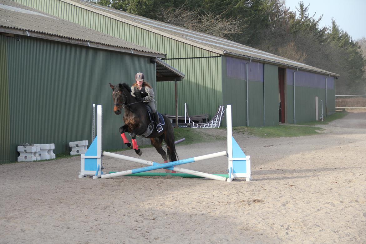 Dansk Varmblod Atterupgaards Lathyrus <3 (solgt) - Anden gang at hun springer i sit liv! Er så stolt a hende <3 billede 10