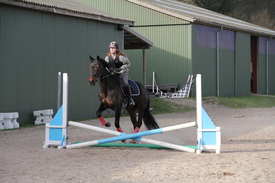 Dansk Varmblod Atterupgaards Lathyrus <3 (solgt) billede 11