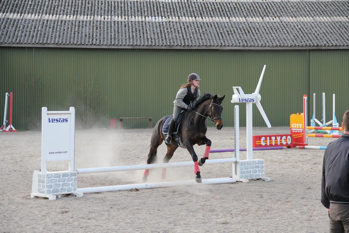 Dansk Varmblod Atterupgaards Lathyrus <3 (solgt) billede 12