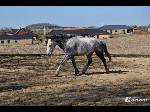 Welsh Pony (sec B) Korreborg's Barolo (SOLGT) :'(<3 billede 12