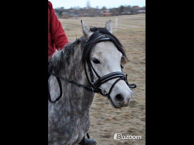Welsh Pony (sec B) Korreborg's Barolo (SOLGT) :'(<3 - jeg ridder ham! billede 10
