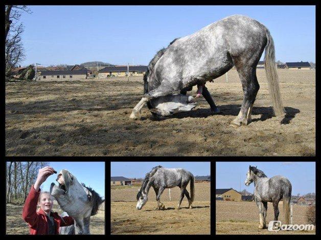 Welsh Pony (sec B) Korreborg's Barolo (SOLGT) :'(<3 - søde<3 billede 13