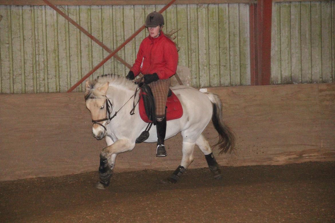 Fjordhest Freja - The killer horse! 
Foto: Simone Jensen billede 17
