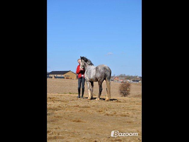 Welsh Pony (sec B) Korreborg's Barolo (SOLGT) :'(<3 billede 15