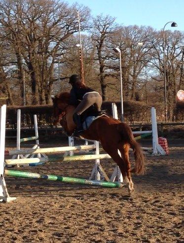 DSP Papageno - 2012 billede 20