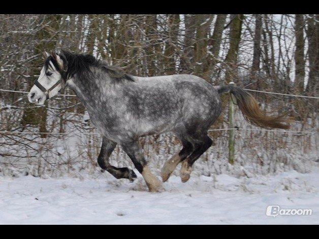 Welsh Pony (sec B) Korreborg's Barolo (SOLGT) :'(<3 billede 16
