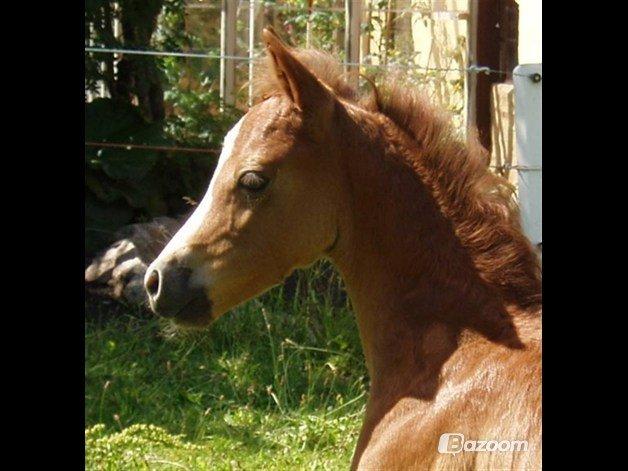 Welsh Pony (sec B) Korreborg's Barolo (SOLGT) :'(<3 - 1 mr. gammel Barolo<3 billede 20