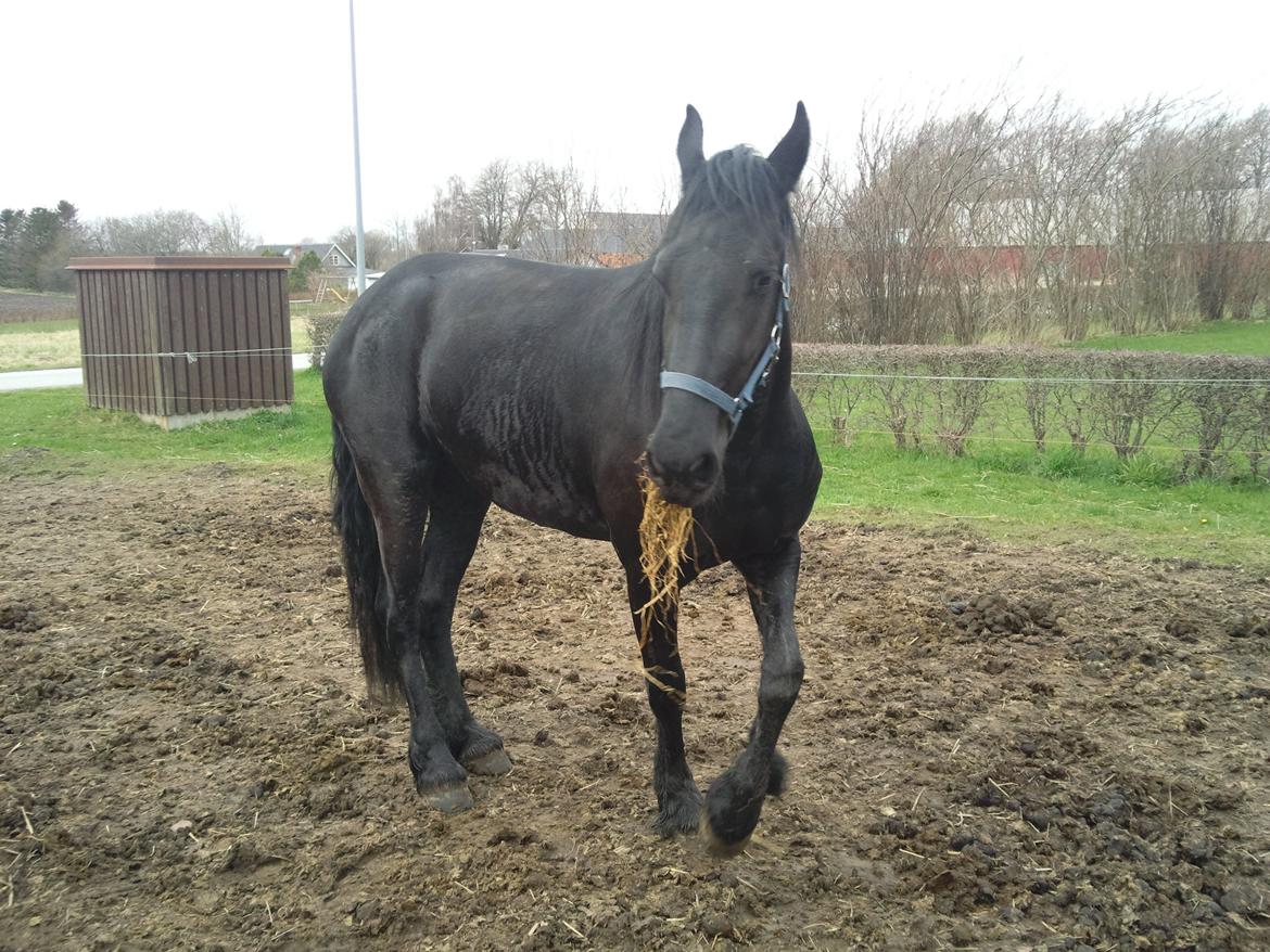 Frieser Nannabel af Ripa billede 4