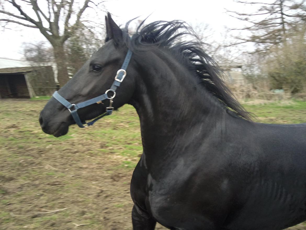 Frieser Nannabel af Ripa billede 3