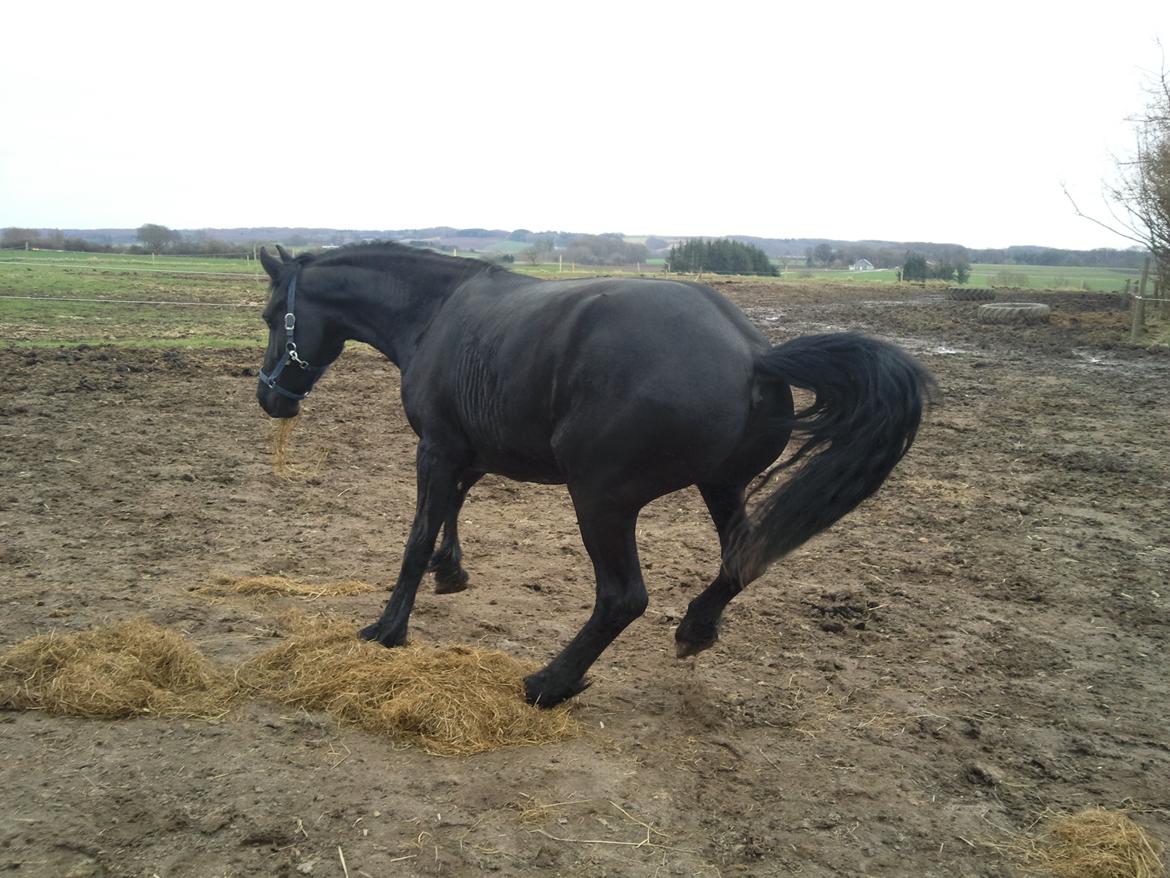 Frieser Nannabel af Ripa billede 6