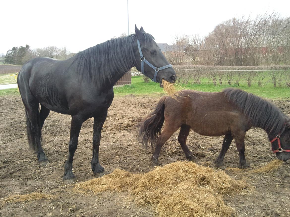 Frieser Nannabel af Ripa billede 7