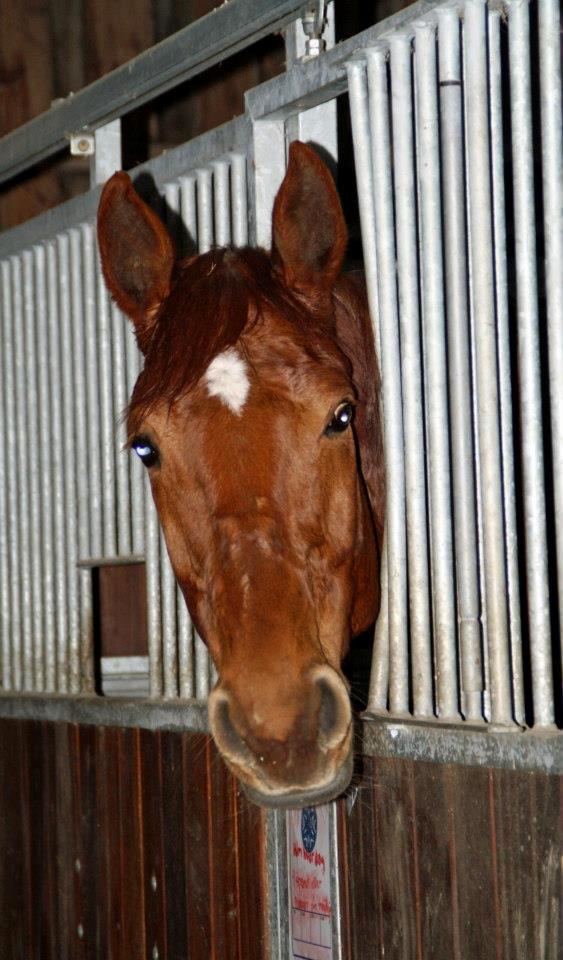 Dansk Varmblod Pittegårdens Cordoba billede 10