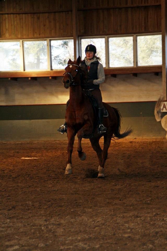 Dansk Varmblod Pittegårdens Cordoba billede 11