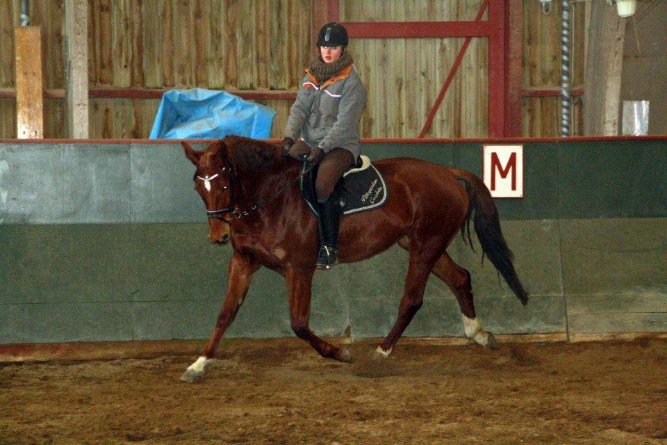 Dansk Varmblod Pittegårdens Cordoba billede 12