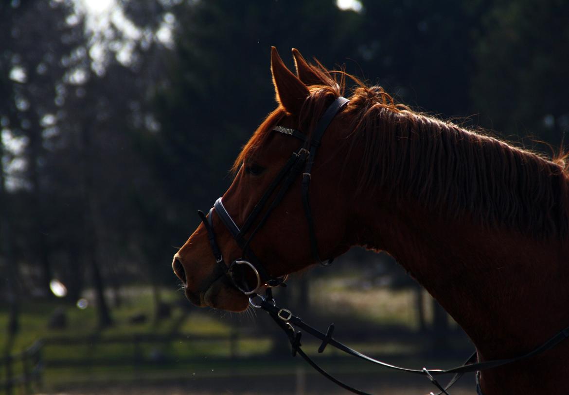 Dansk Varmblod Pittegårdens Cordoba billede 13