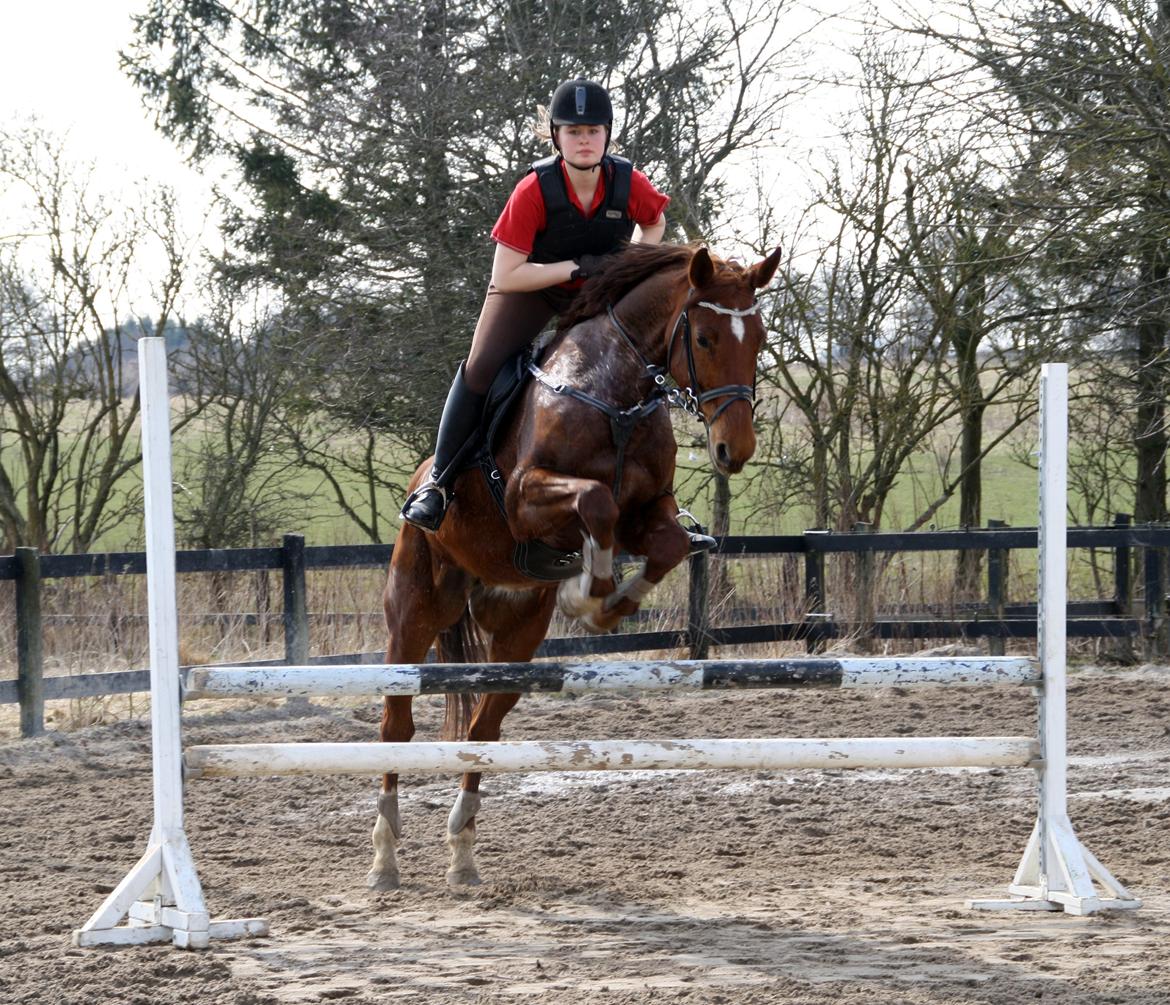 Dansk Varmblod Pittegårdens Cordoba billede 14