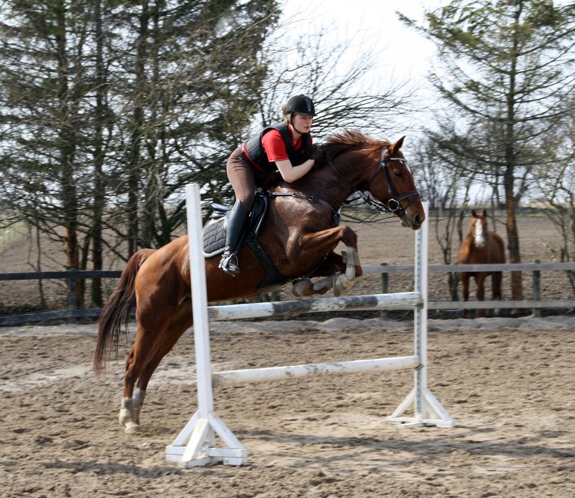 Dansk Varmblod Pittegårdens Cordoba billede 15