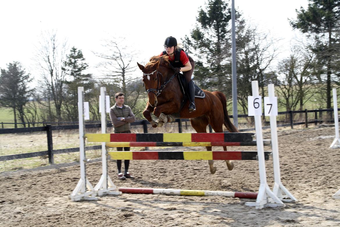 Dansk Varmblod Pittegårdens Cordoba billede 16