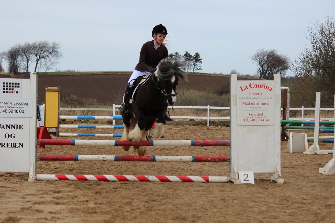 Tinker Tinker - Tarquin [Mors] - Stævne BLIS 2013
LC - seje lille Kø billede 11