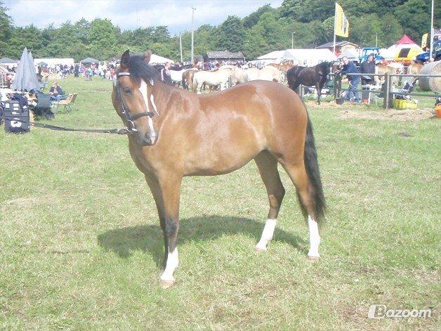 New Forest Sjølund Lady Marion billede 12