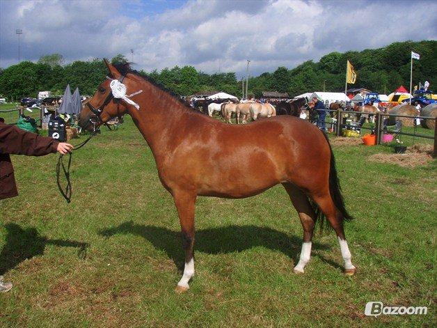 New Forest Sjølund Lady Marion billede 15