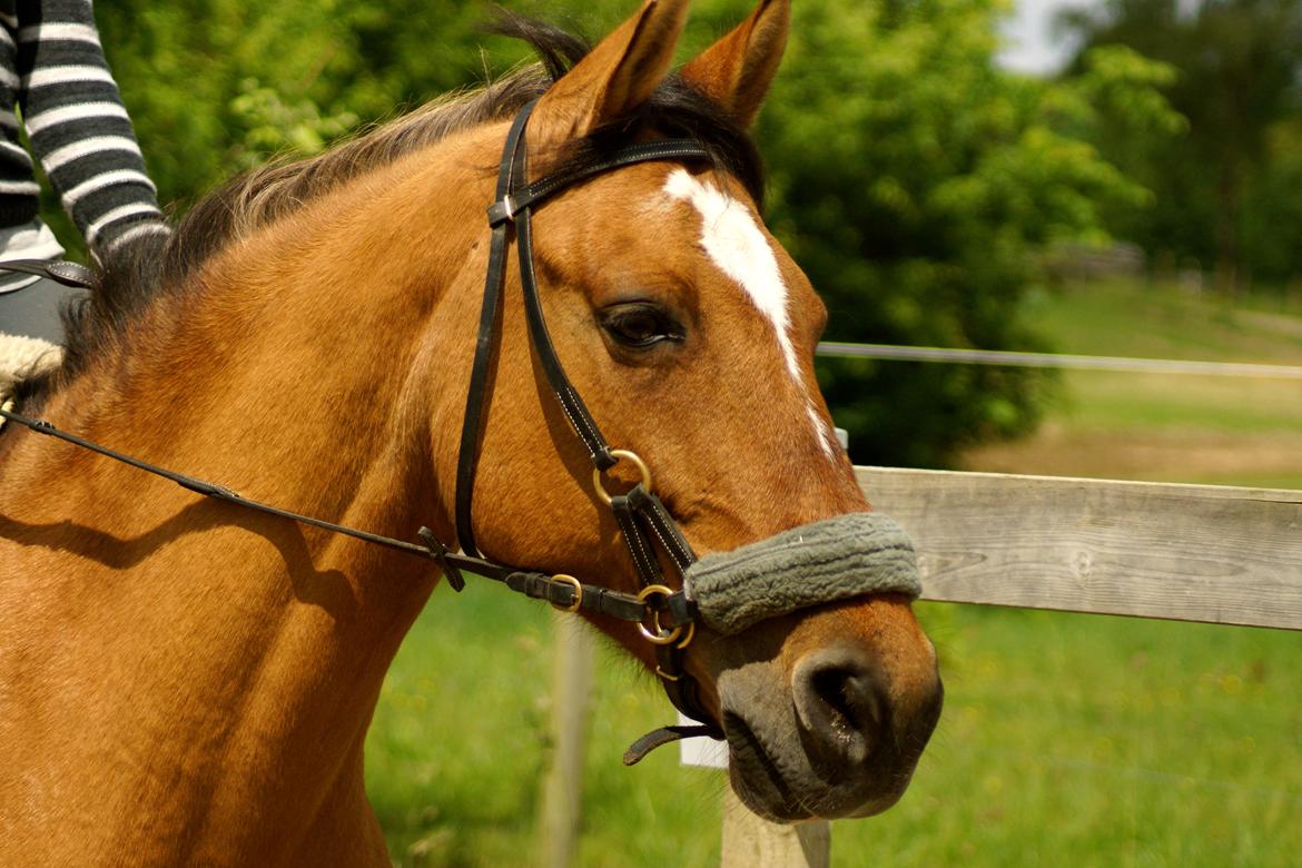 Anden særlig race | Luna   [Min bedsteven] - © Du vil altid være den hest der betyder mest for mig, for ens første hest, er noget helt specielt <3.
Fotograf - Josefine / Mig selv / Sommer 2012.  billede 3