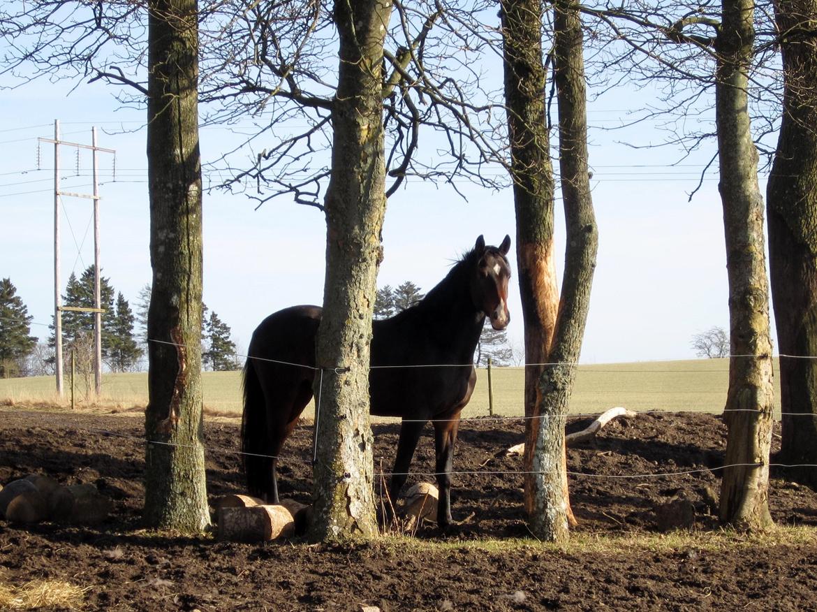 Dansk Varmblod Devino billede 2