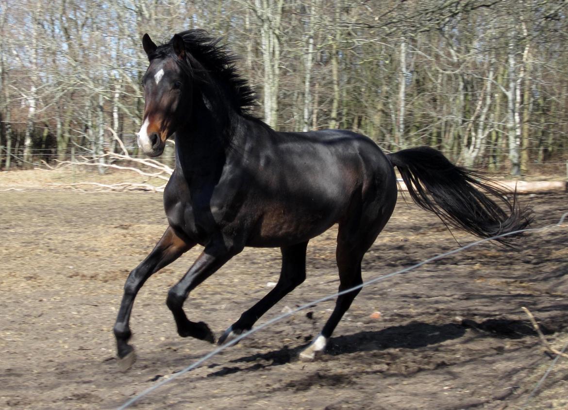 Dansk Varmblod Devino billede 6