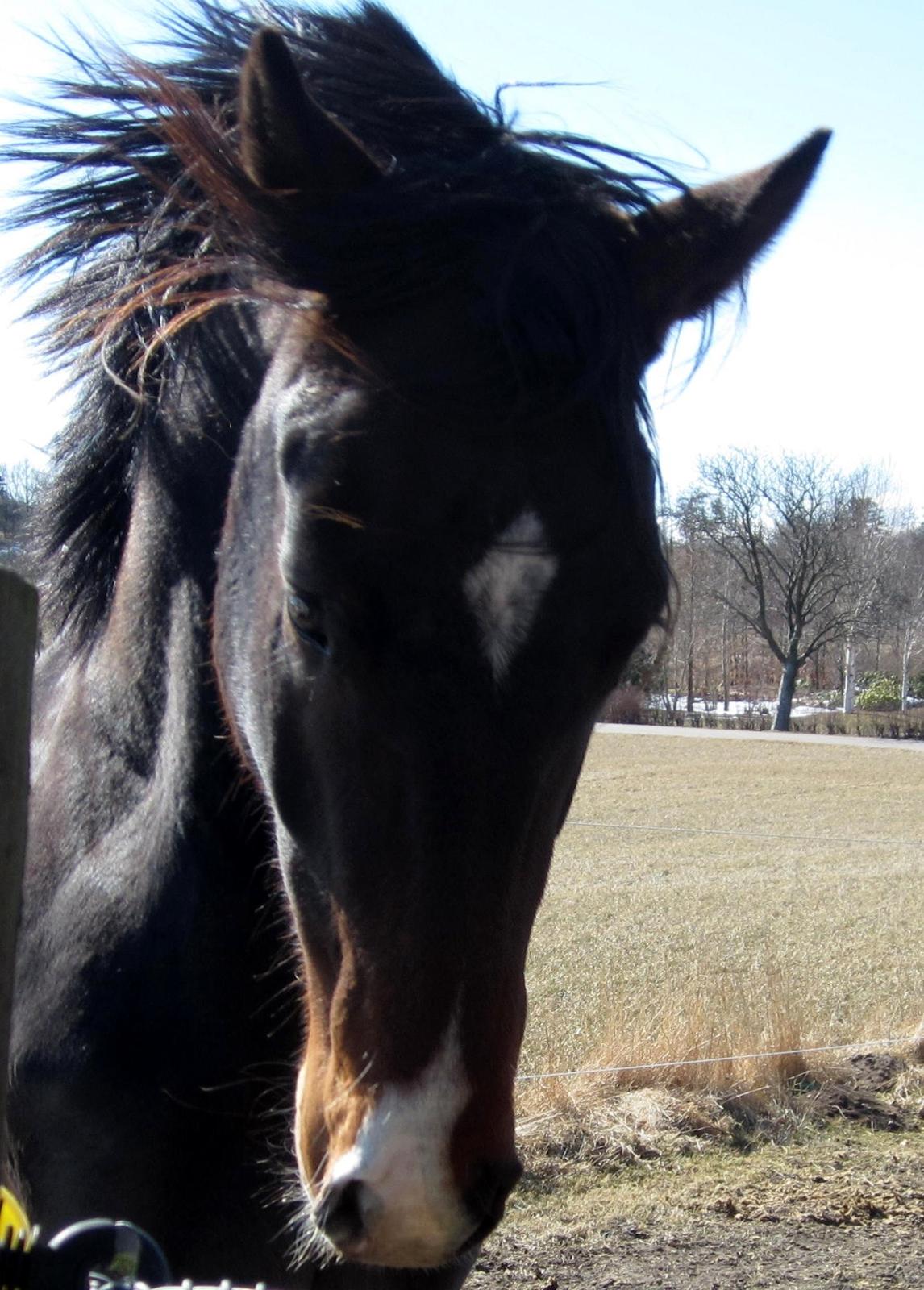 Dansk Varmblod Devino billede 5