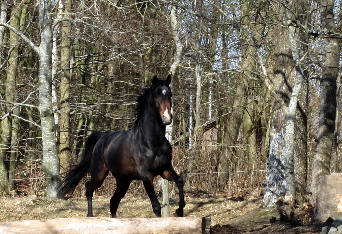 Dansk Varmblod Devino billede 10