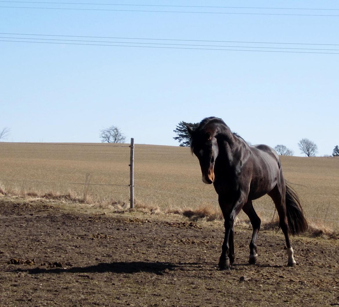 Dansk Varmblod Devino billede 15