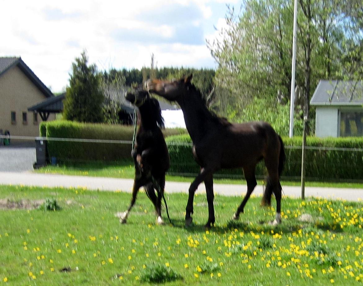 Dansk Varmblod Devino billede 16