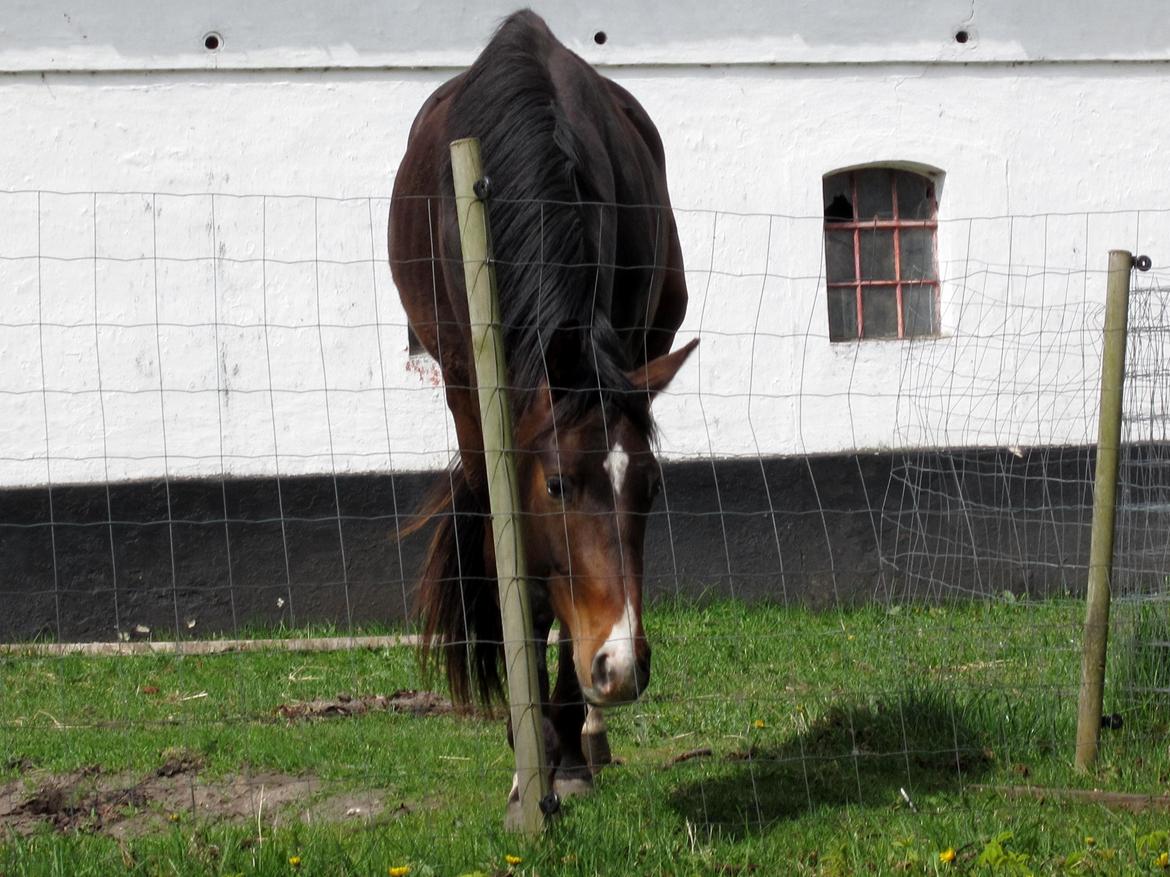 Dansk Varmblod Devino billede 18