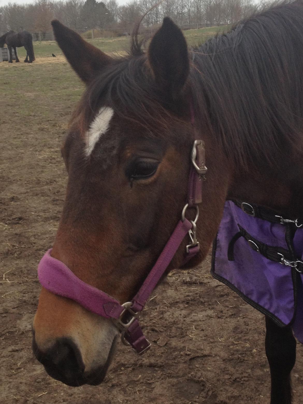 Traver Ærtig K billede 14