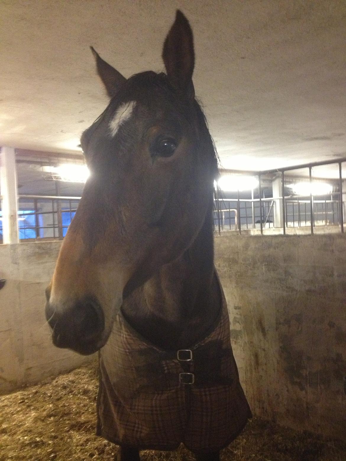 Traver Ærtig K billede 15