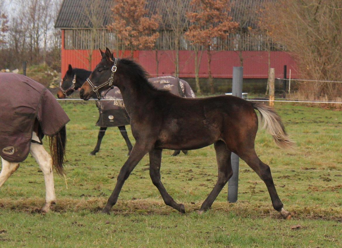 Dansk Varmblod Bennetsgaards Charlight billede 3