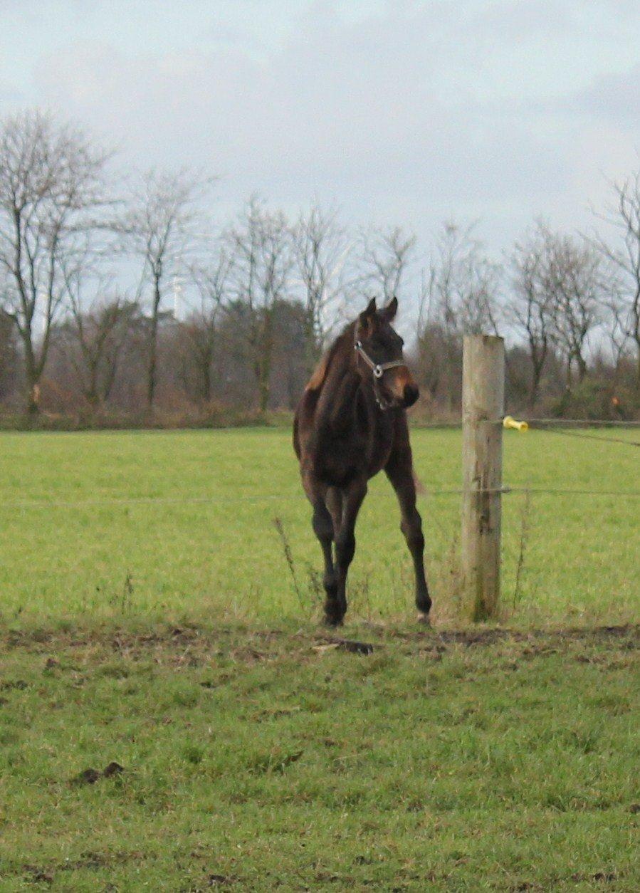Dansk Varmblod Bennetsgaards Charlight billede 4
