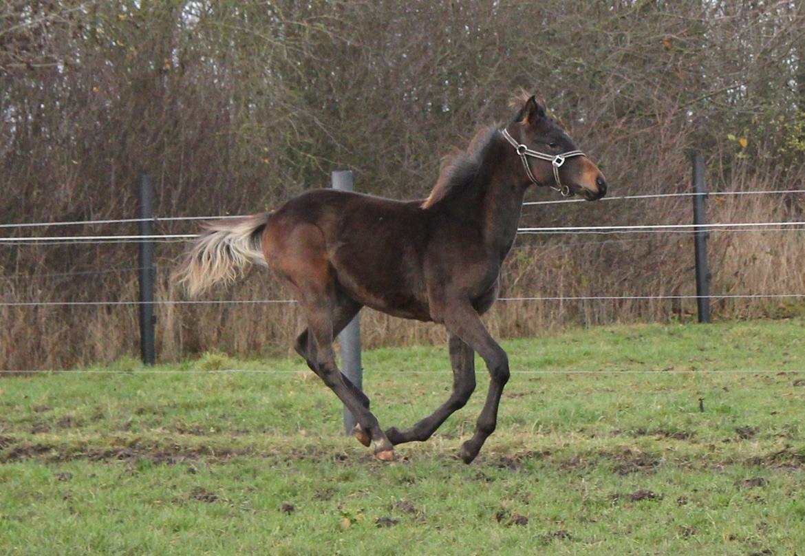 Dansk Varmblod Bennetsgaards Charlight billede 5