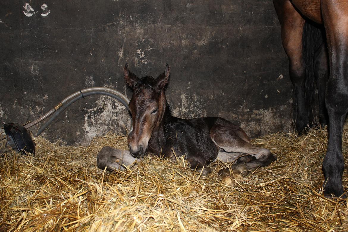 Dansk Varmblod Bennetsgaards Charlight billede 7