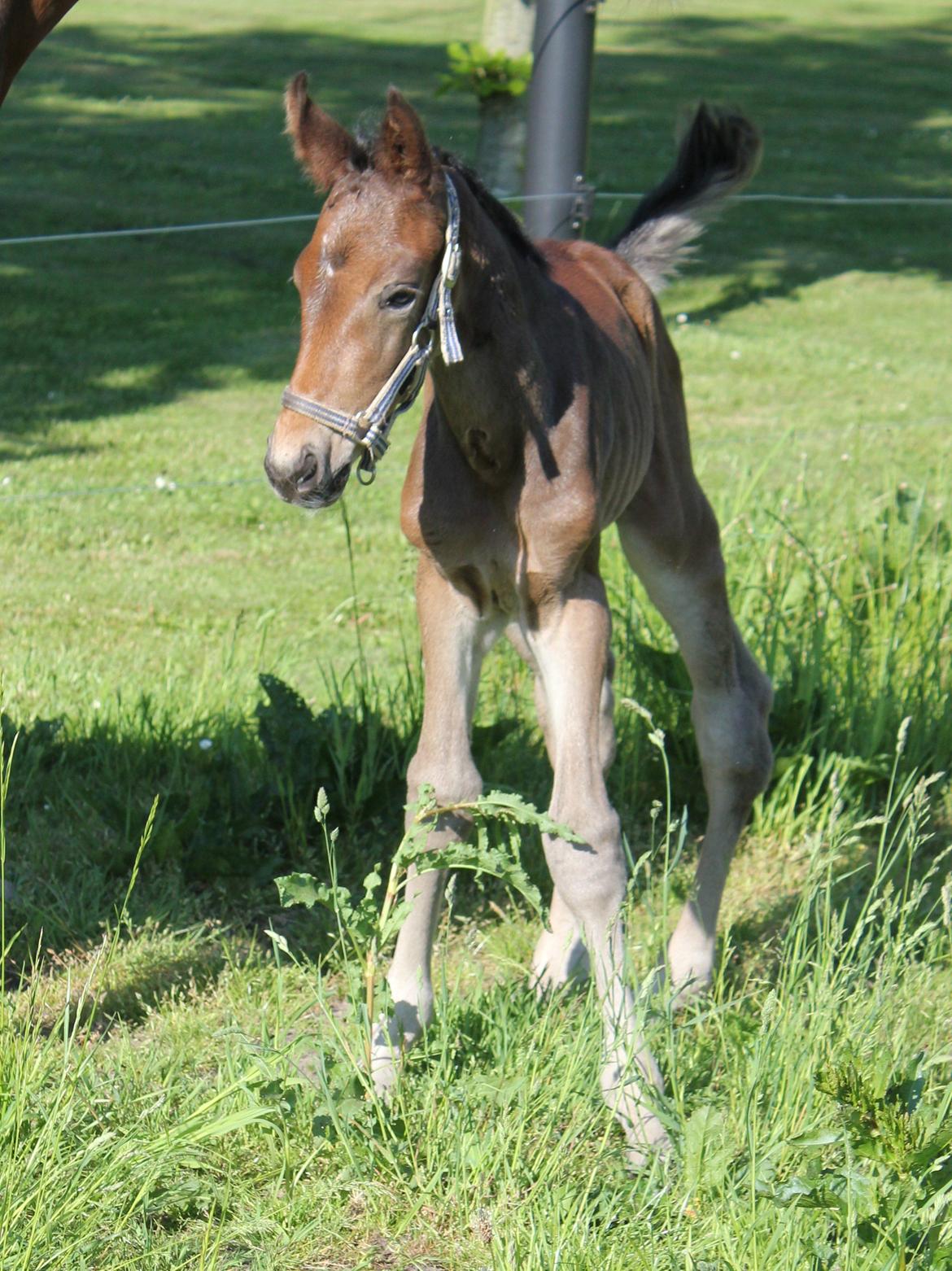 Dansk Varmblod Bennetsgaards Charlight billede 11