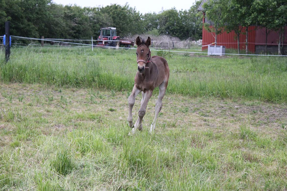 Dansk Varmblod Bennetsgaards Charlight billede 15