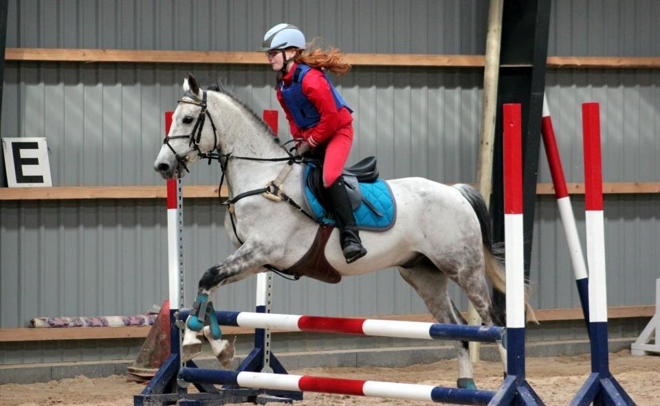 Irsk Sportspony Mr Blue Sky (Mister) billede 6