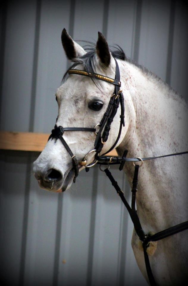 Irsk Sportspony Mr Blue Sky (Mister) billede 1