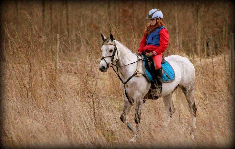 Irsk Sportspony Mr Blue Sky (Mister) billede 16